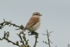 Red-backed Shrike at Vange Marsh (RSPB) (Steve Arlow) (96957 bytes)